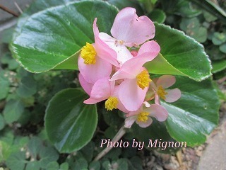 IMG_6517.jpg
