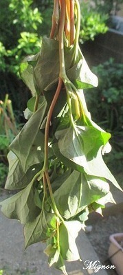s-IMG_0650.jpg